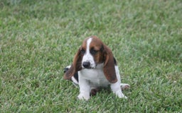Basset Hound dogs for sale: Deb - Image 13