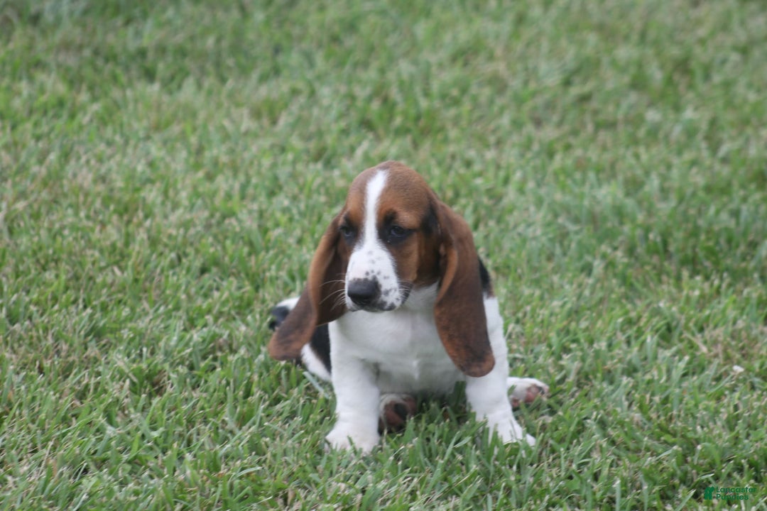 Basset Hound dogs for sale: Deb - Image 13