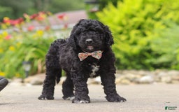 Newfypoo dogs for sale: Sasha - Image 4