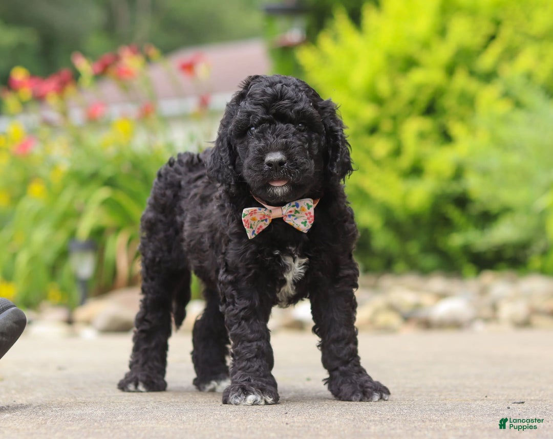 Newfypoo dogs for sale: Sasha - Image 4