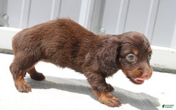 Dachshund dogs for sale: Anna Mini - Image 1