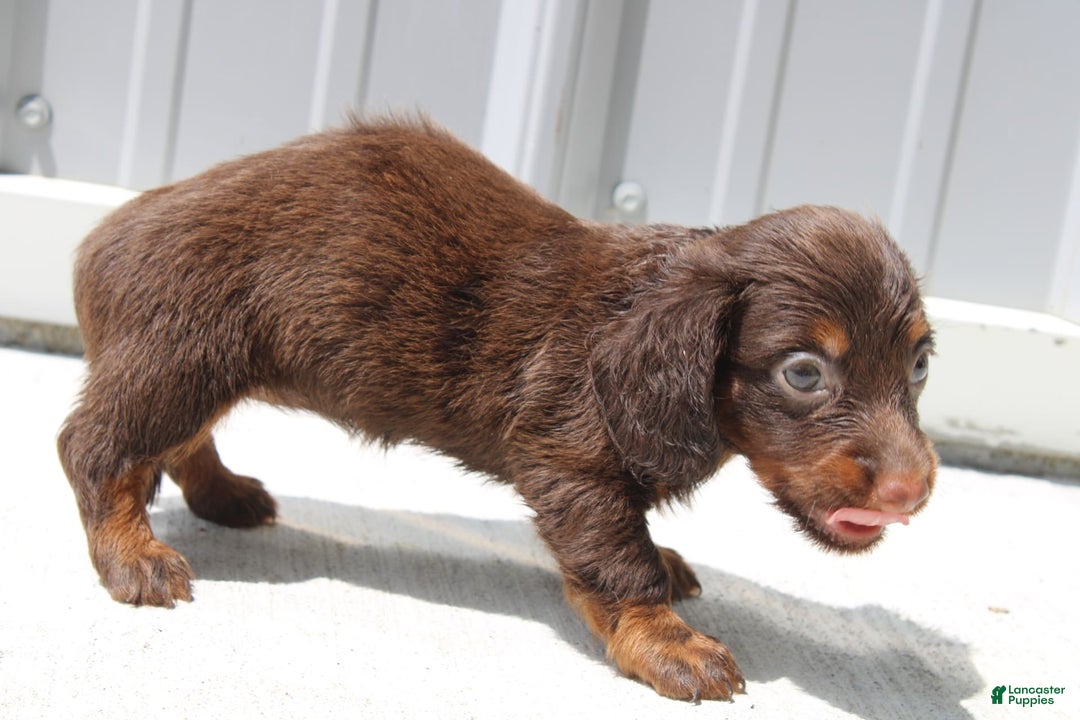 Dachshund dogs for sale: Anna Mini - Image 1
