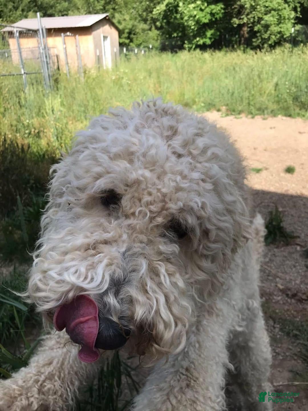 Standard Poodle dogs for sale: Riley James - Image 2