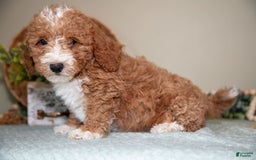 Cavapoo dogs for sale: Gordon - Image 5
