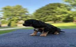 Cavalier King Charles Spaniel dogs for sale: Rocco - Image 4