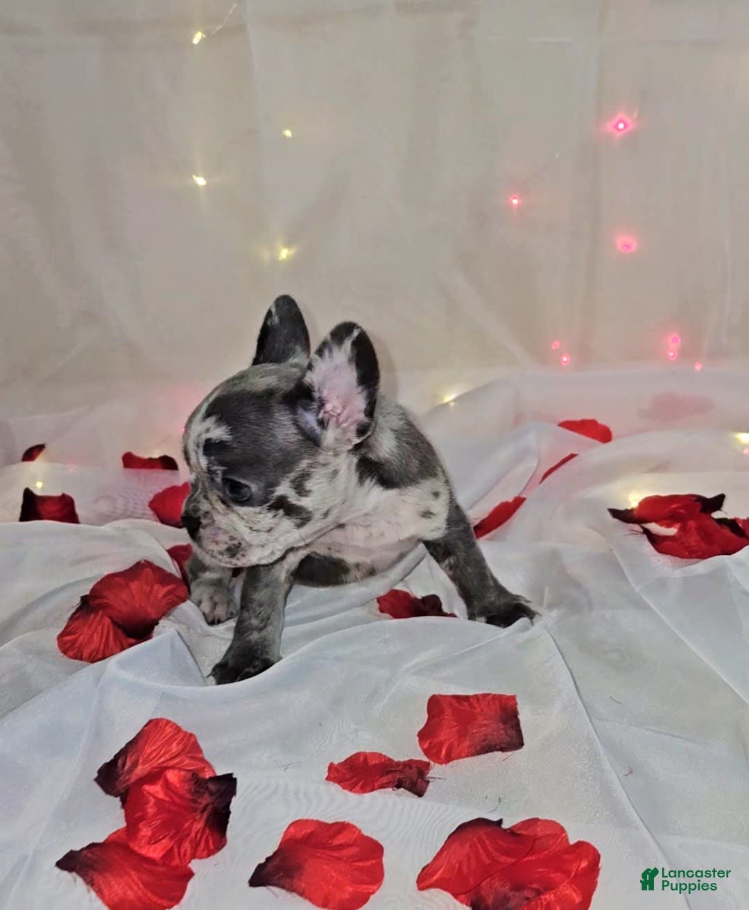 French Bulldog dogs for sale: Missy - Image 4