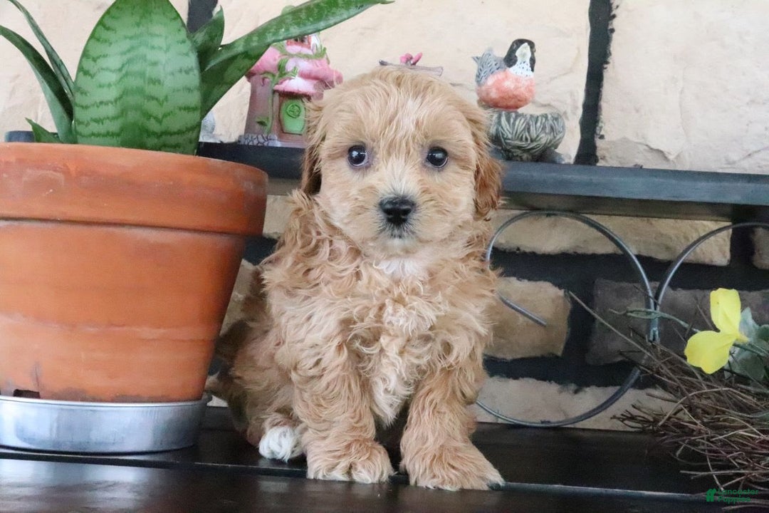 Shihpoo dogs for sale: Shih-Poo 5 puppies - Image 20