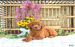 Mini Goldendoodle dogs for sale: Khloe - Image 3