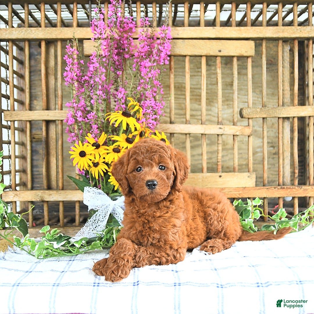 Mini Goldendoodle dogs for sale: Khloe - Image 3