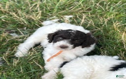 Standard Poodle dogs for sale: Chompy - Image 1