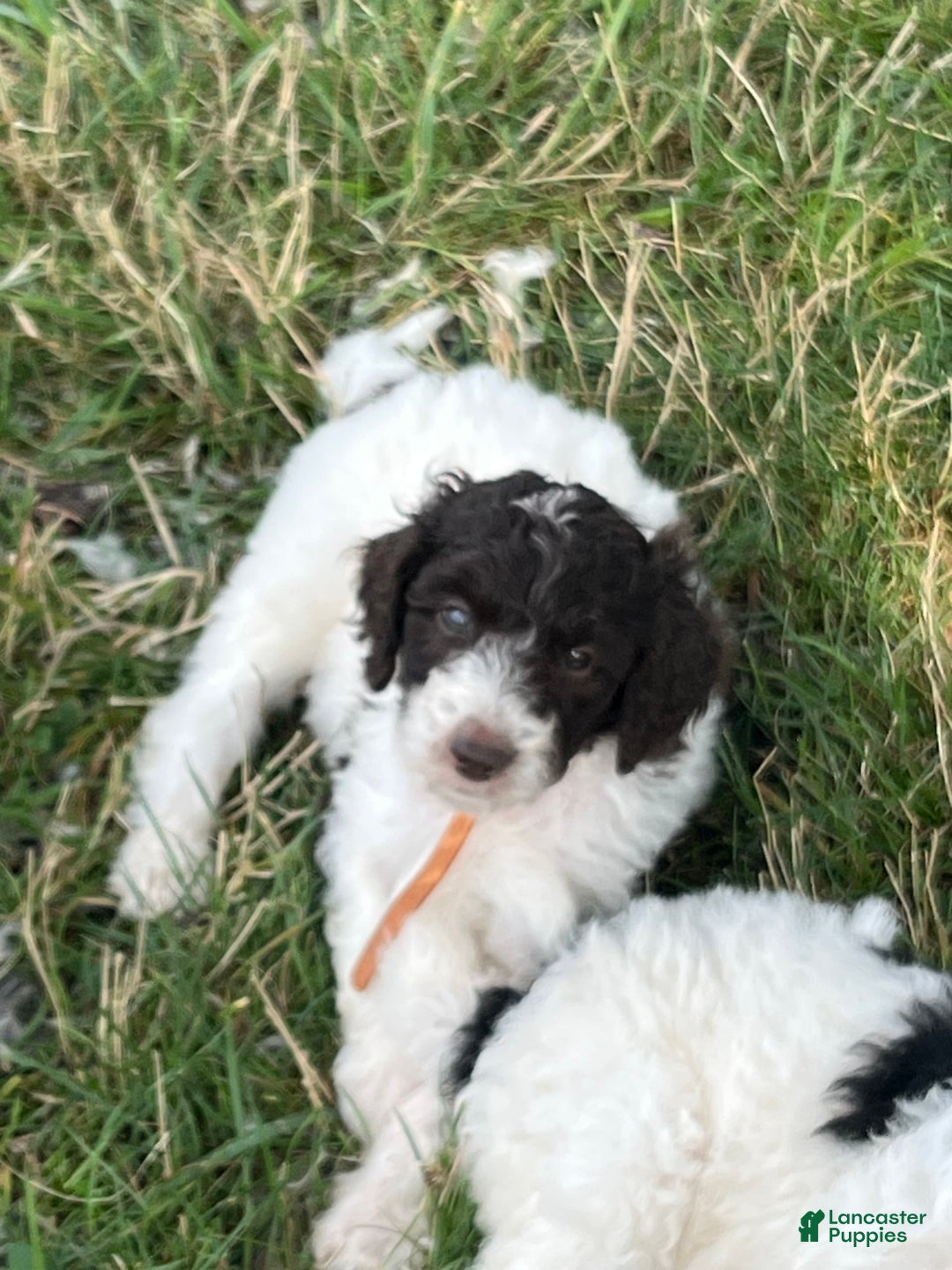 Standard Poodle dogs for sale: Chompy - Image 1