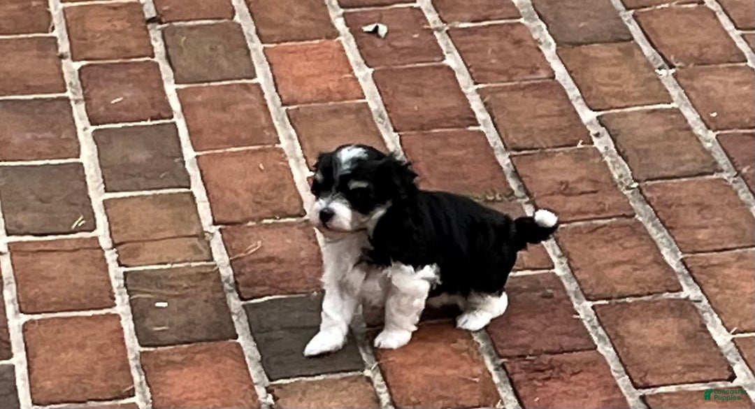 Maltipoo dogs for sale: Maltipoo 4 puppies - Image 17