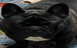 French Bulldog dogs for sale: Flounder - Image 5