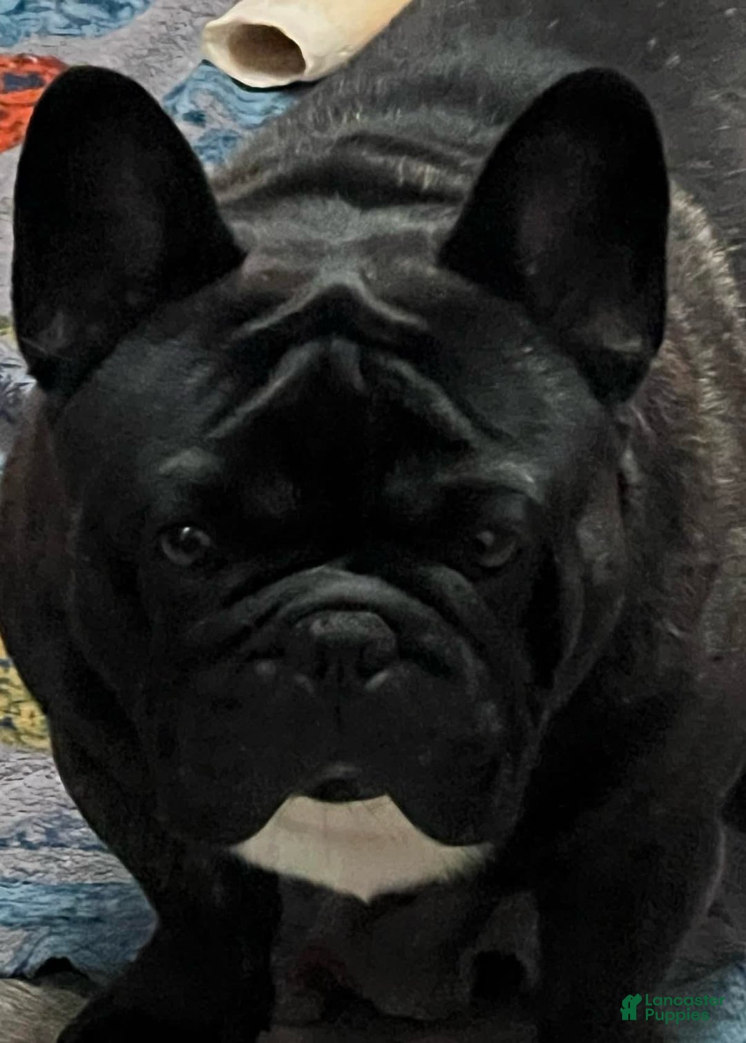 French Bulldog dogs for sale: Flounder - Image 5