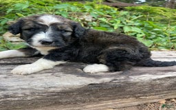 Bernedoodle dogs for sale: 💜 Mango Blossom - Image 3