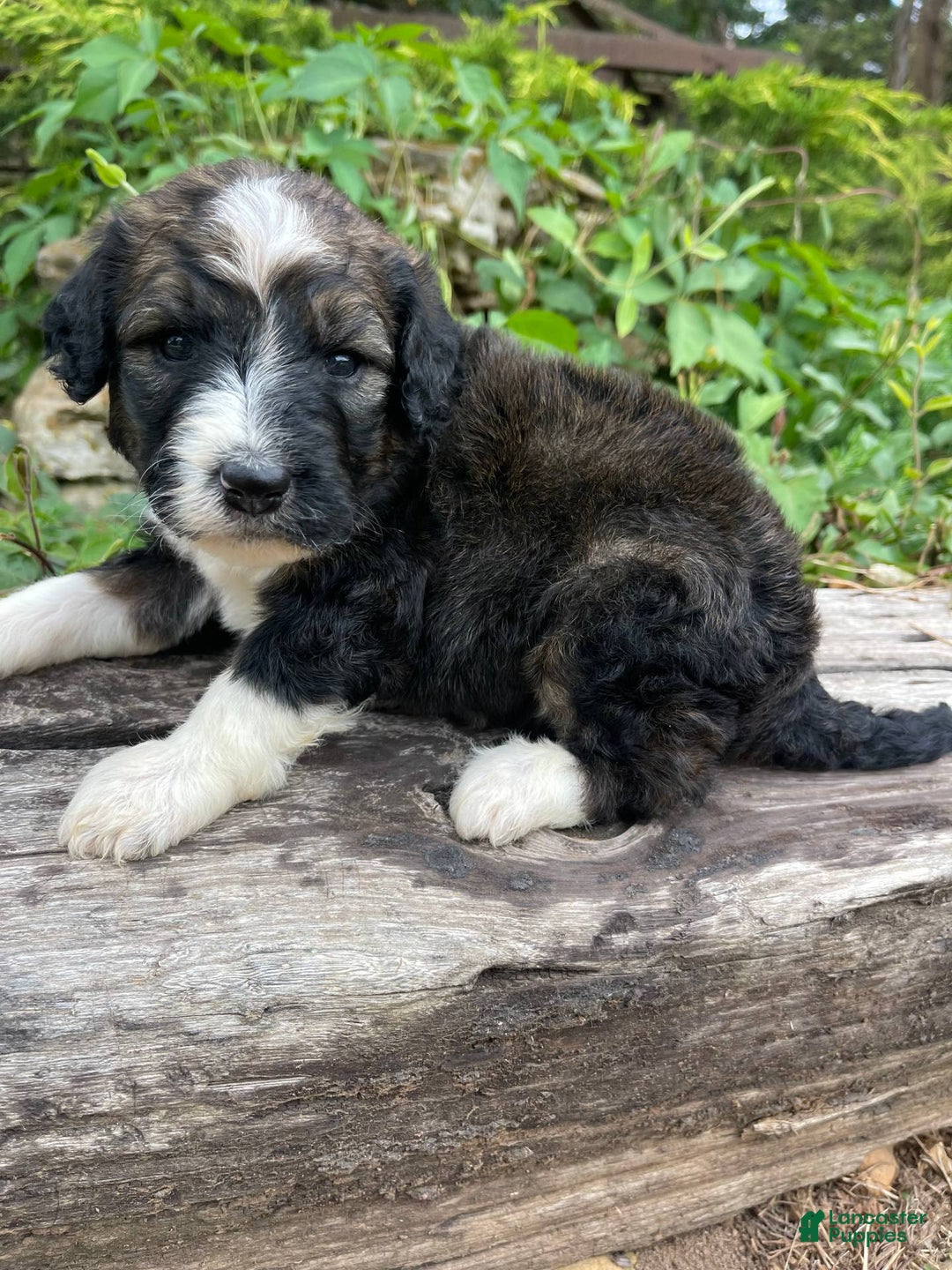 Bernedoodle dogs for sale: 💜 Mango Blossom - Image 3