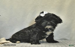 Shihpoo dogs for sale: Rose - Image 5