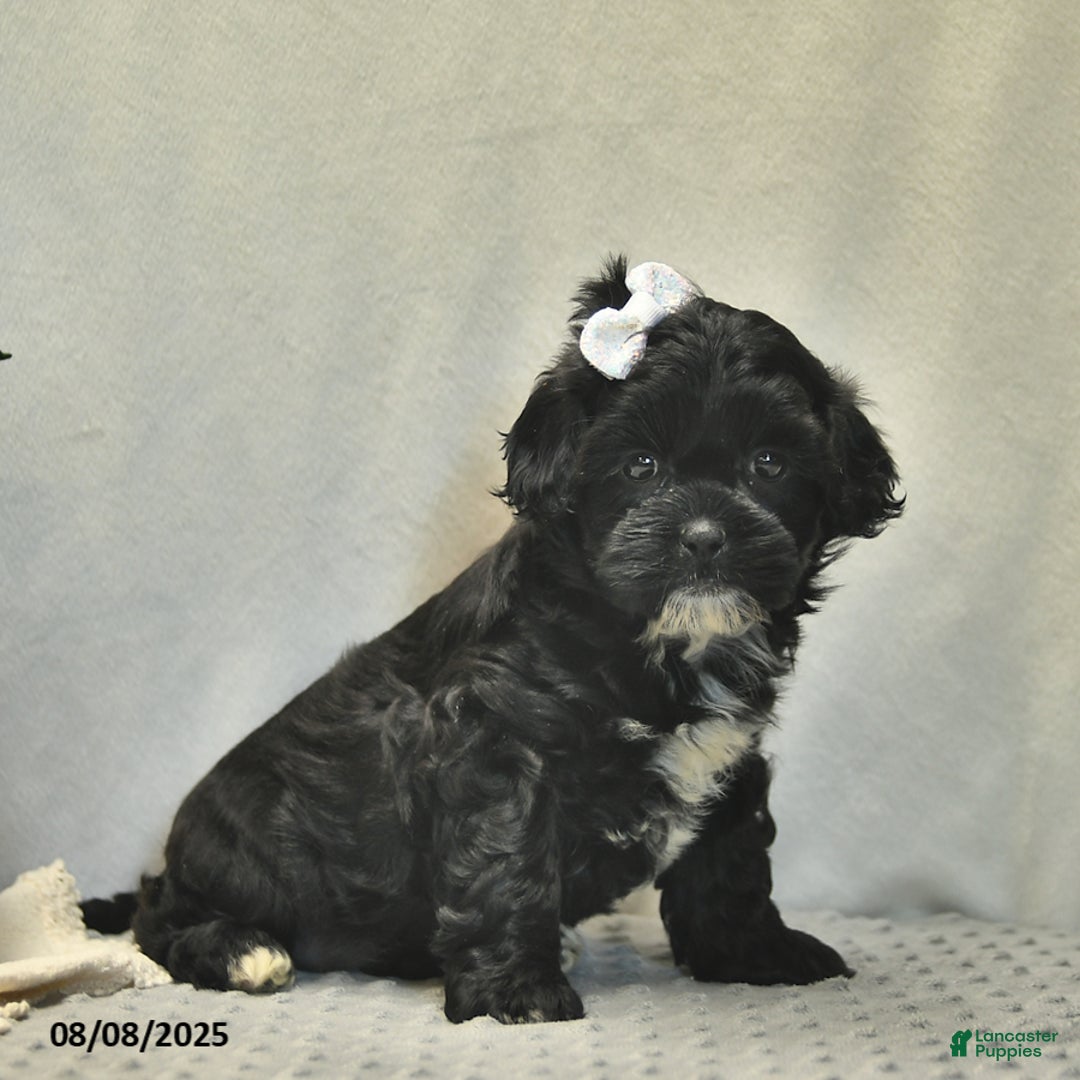 Shihpoo dogs for sale: Rose - Image 5