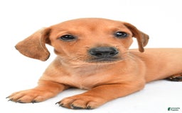 Miniature Dachshund dogs for sale: Jingle - Image 10