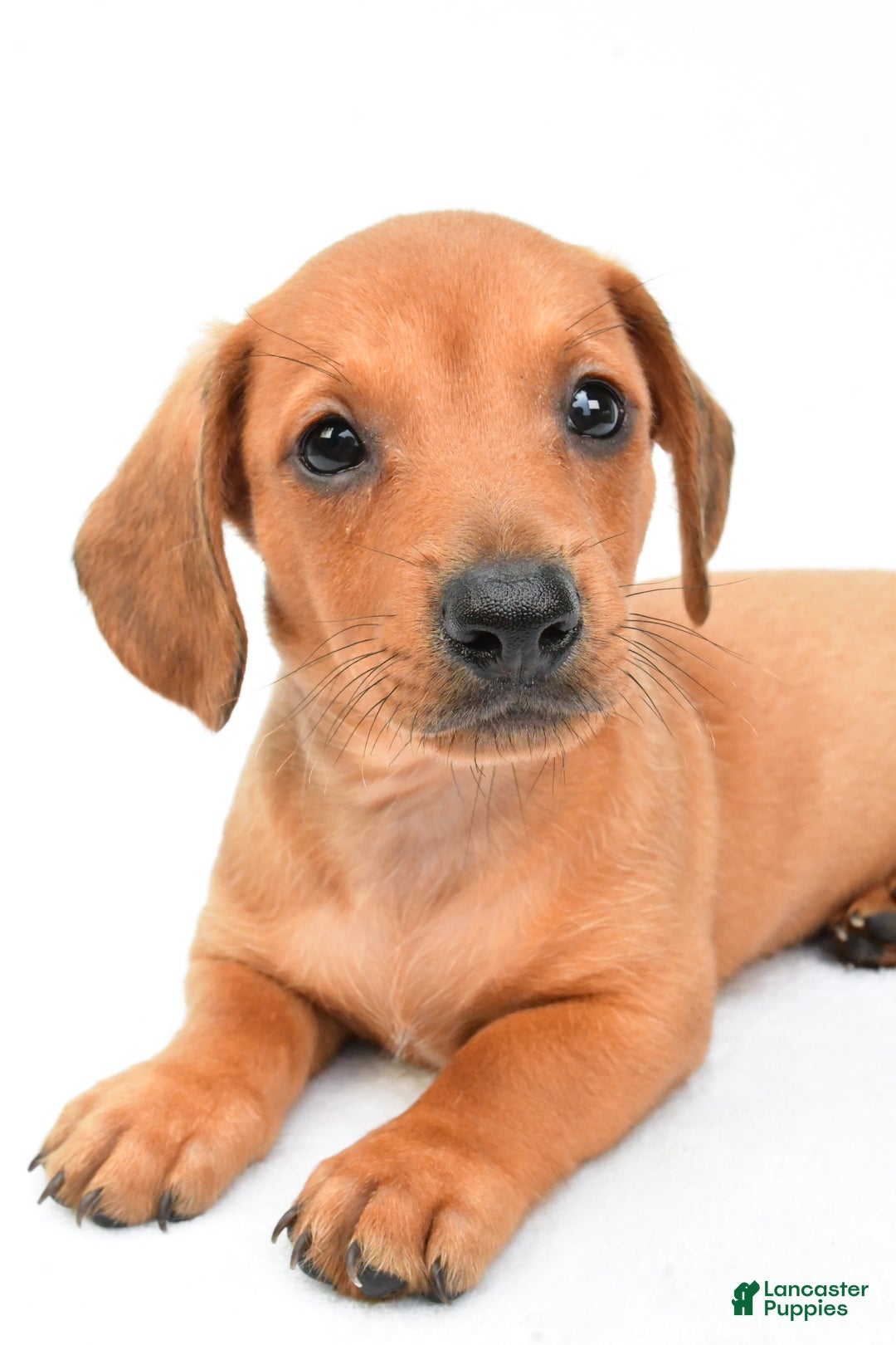 Miniature Dachshund dogs for sale: Jingle - Image 10