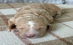 Standard Poodle dogs for sale: Willow - Image 3