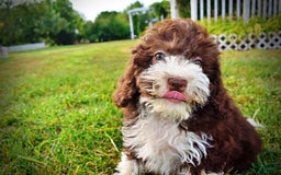 Havapoo dogs for sale: Havapoo 7 puppies - Image 3