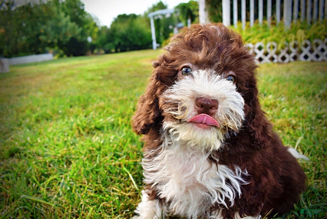 Havapoo dogs for sale: Havapoo 7 puppies - Image 3
