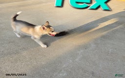 Siberian Husky dogs for sale: Rex - Image 2