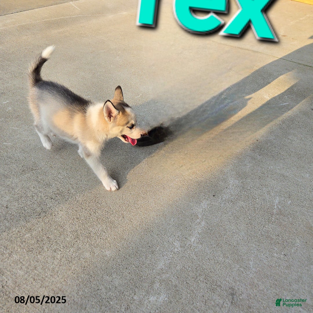 Siberian Husky dogs for sale: Rex - Image 2