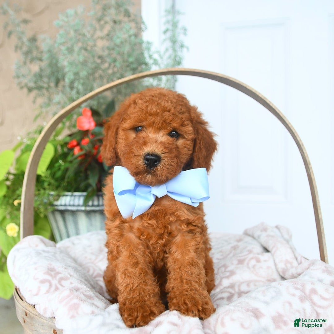 Bichpoo dogs for sale: Moose - Image 3