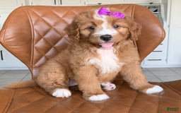 Bernedoodle dogs for sale: Autumn - Image 2