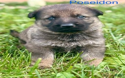 German Shepherd dogs for sale: Poseidon - Image 1