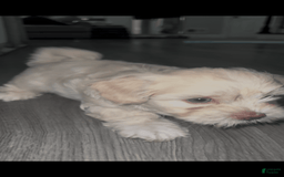 Shihpoo dogs for sale: Rover - Image 5