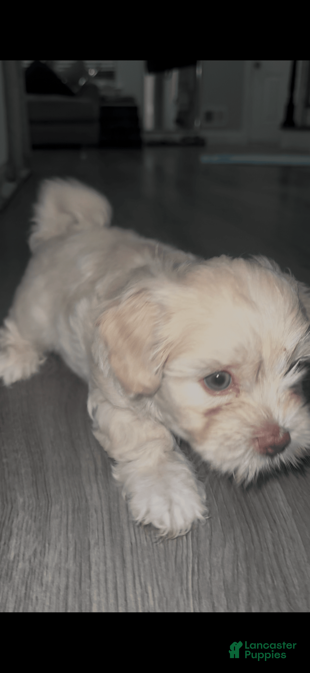 Shihpoo dogs for sale: Rover - Image 5