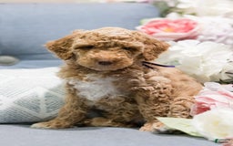 Standard Poodle dogs for sale: Cupcake - Image 1