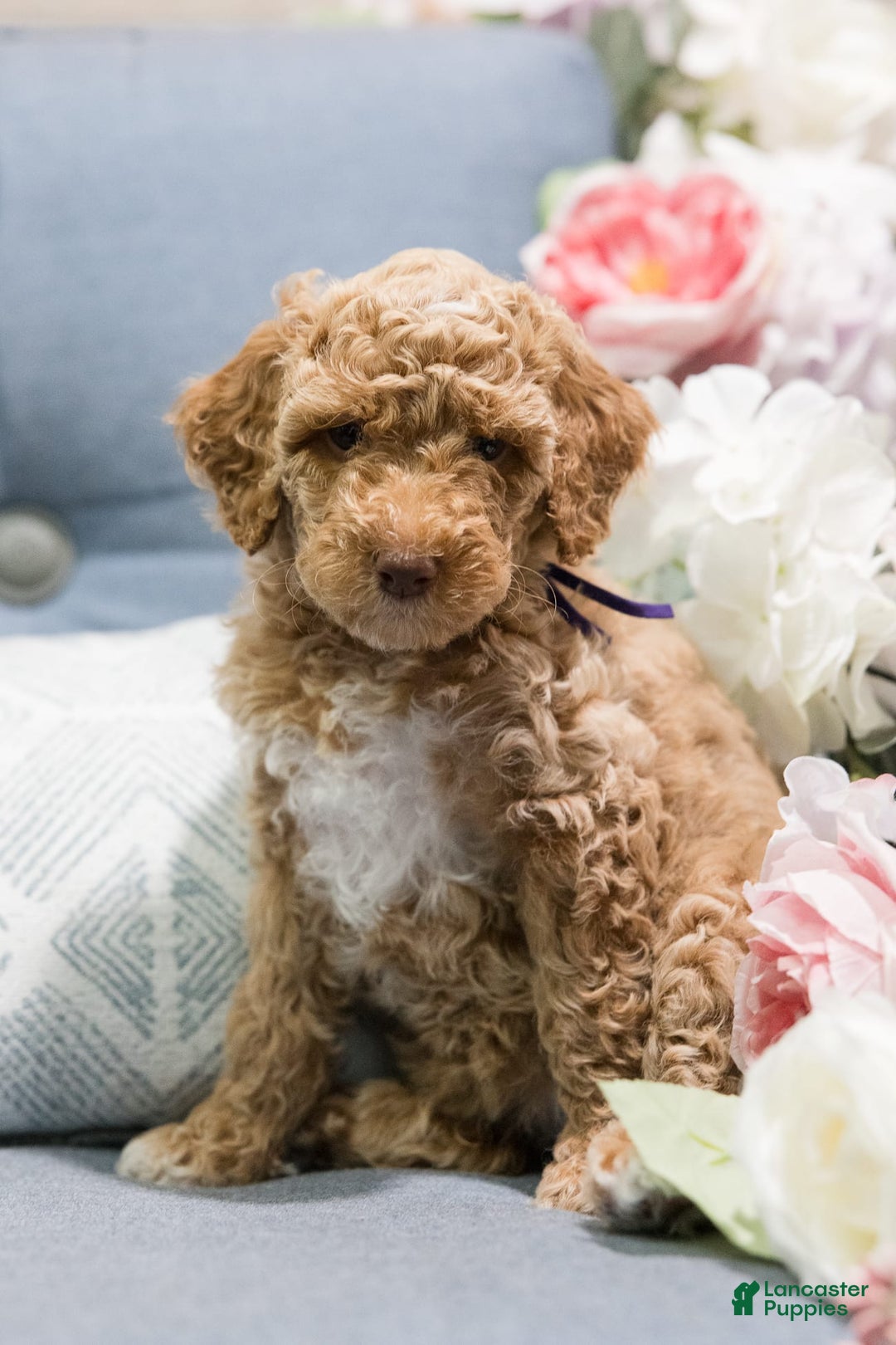Standard Poodle dogs for sale: Cupcake - Image 1