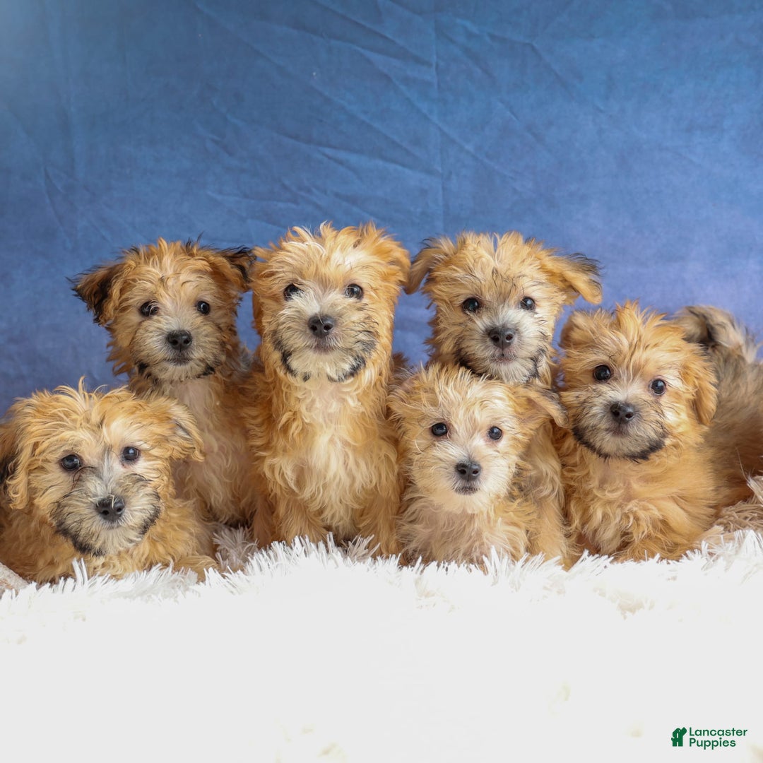 Yochon dogs for sale: Tobias - Image 1