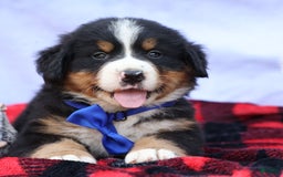 Bernese Mountain Dog dogs for sale: Seth - Image 18