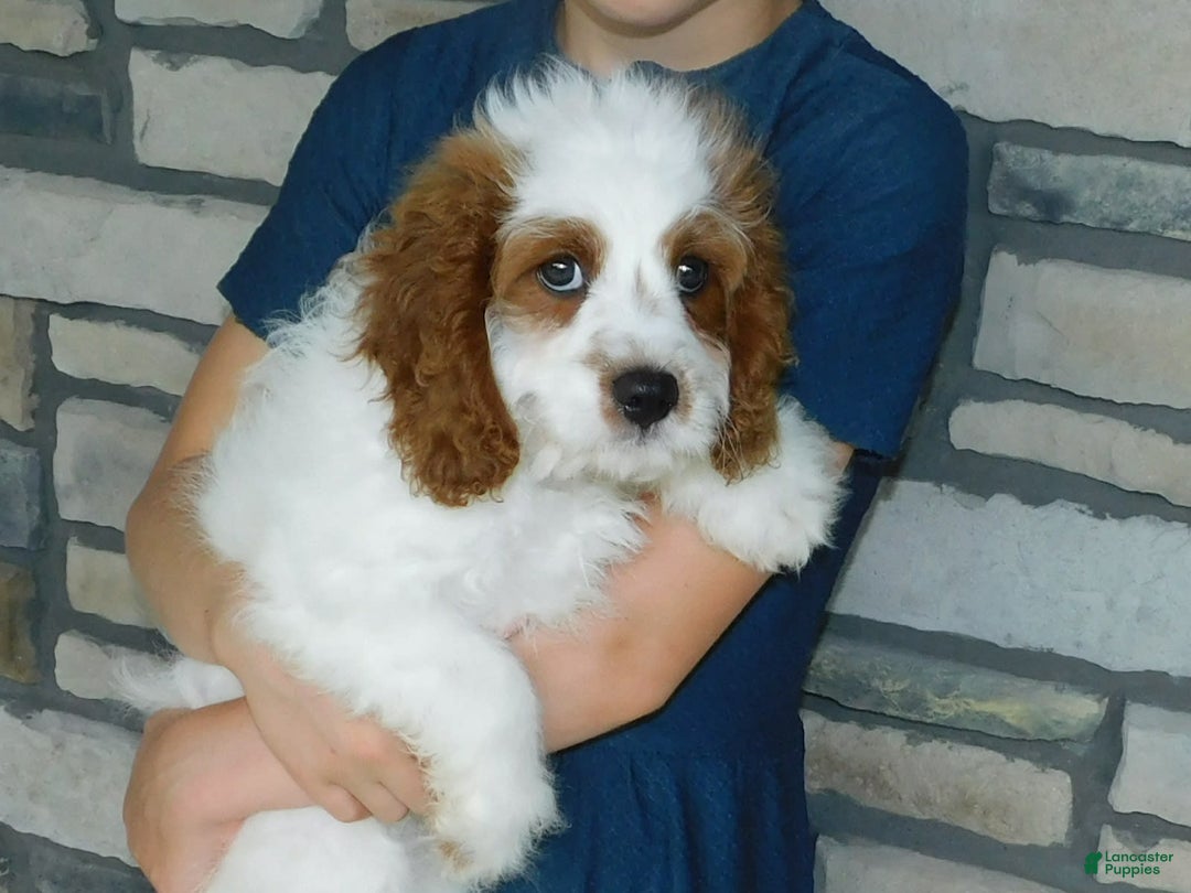 Cavapoo dogs for sale: Cleo - Image 4
