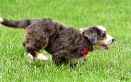Mini Bernedoodle dogs for sale: Jade - Image 10