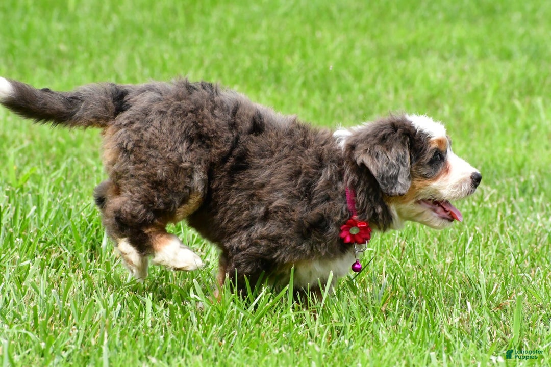 Mini Bernedoodle dogs for sale: Jade - Image 10