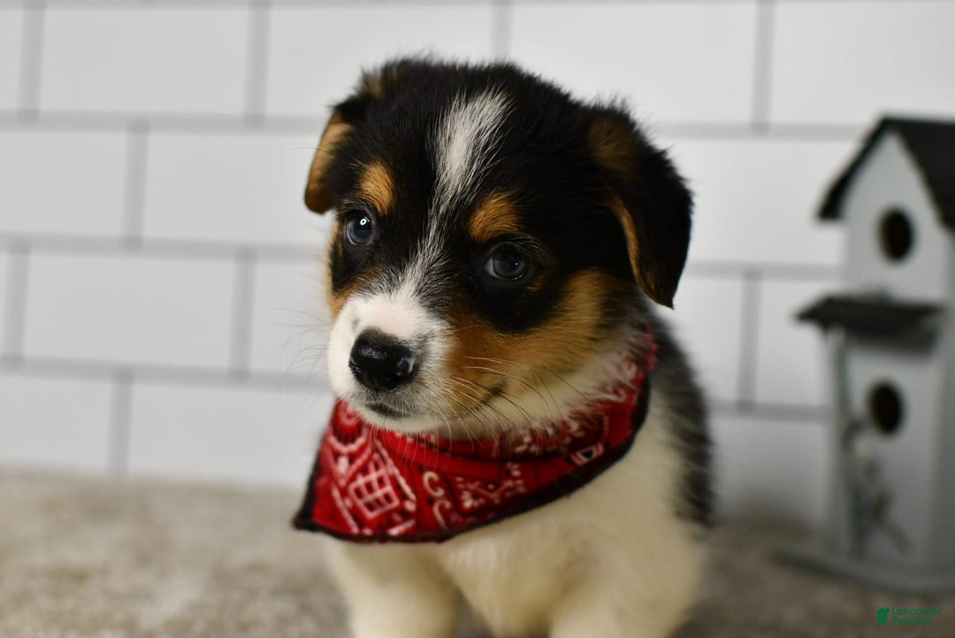 Welsh Corgi Pembroke dogs for sale: Marion - Image 6