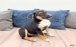 Miniature Australian Shepherd dogs for sale: Nash - Image 2