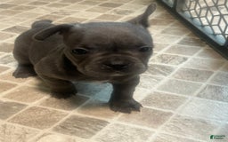 French Bulldog dogs for sale: Stitch - Image 2