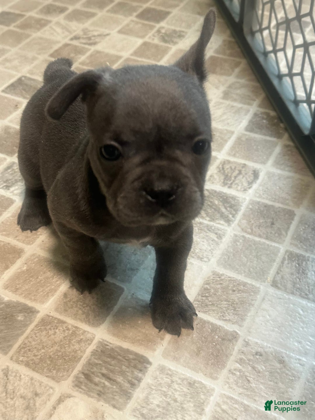 French Bulldog dogs for sale: Stitch - Image 2