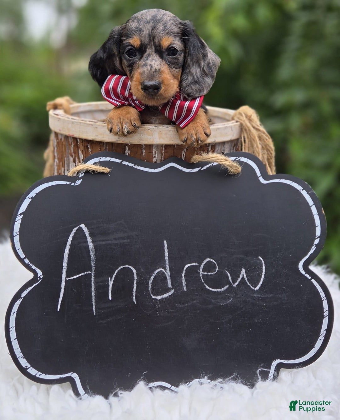 Miniature Dachshund dogs for sale: Andrew - Image 18