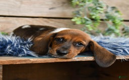 Dachshund dogs for sale: Cream Puff - Image 9
