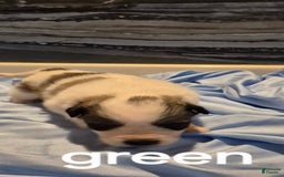 Great Pyrenees dogs for sale: Green - Image 9