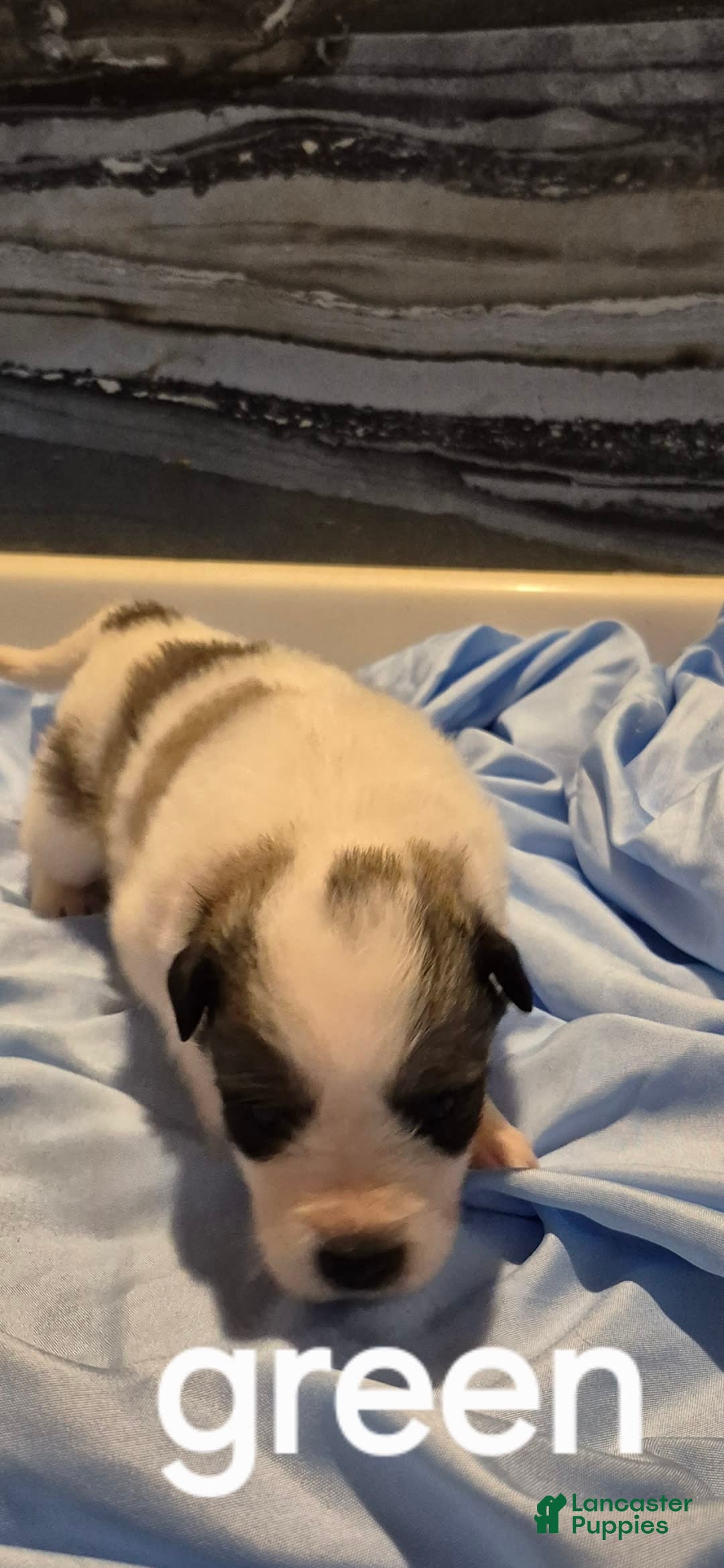 Great Pyrenees dogs for sale: Green - Image 9