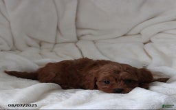 Cavapoo dogs for sale: Mason - Image 7